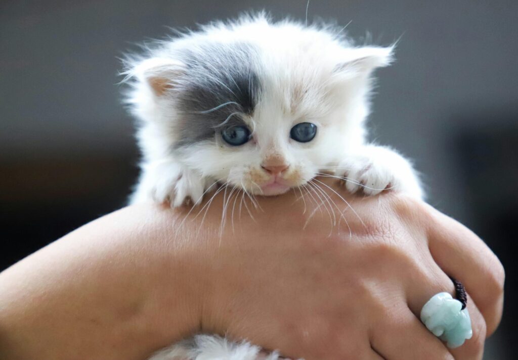 Home Cute grey and white kitten being held in a hand, showcasing its adorable face.